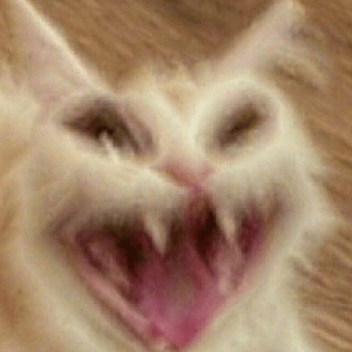 Cat 2