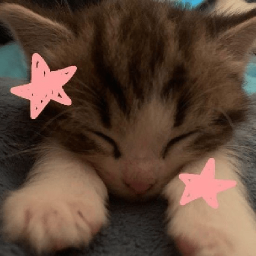 Cat 19