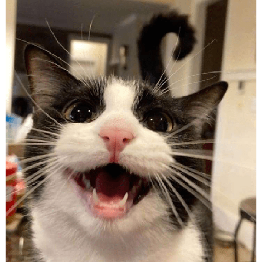 Cat 20