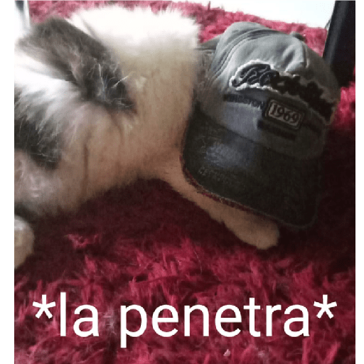 Gato 2
