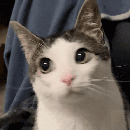 Catss 24