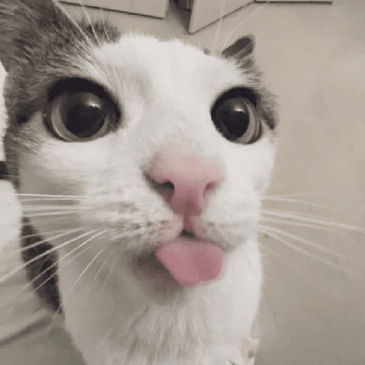 Catss 23