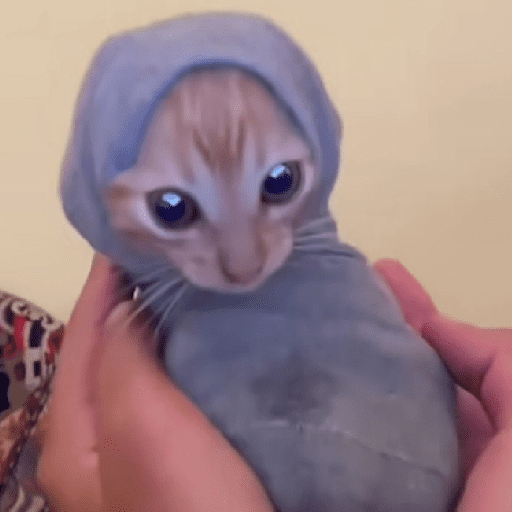 Catss 21