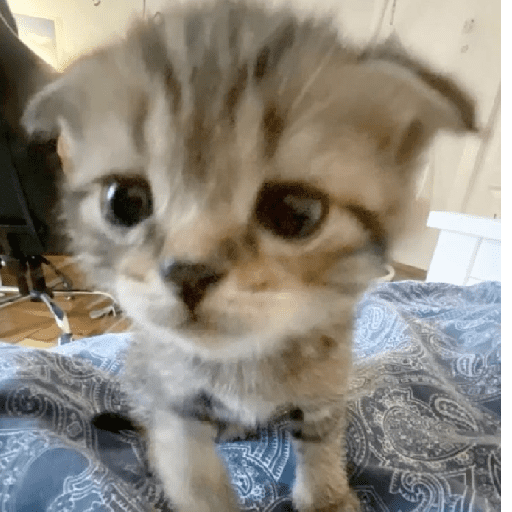 Catss 20