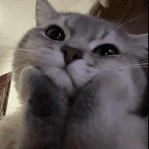 Catss 19