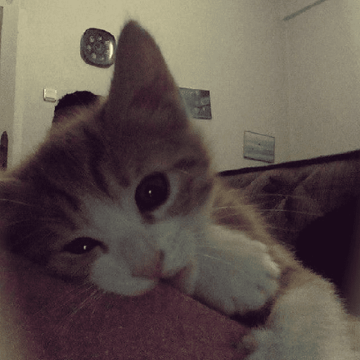 Catss 2