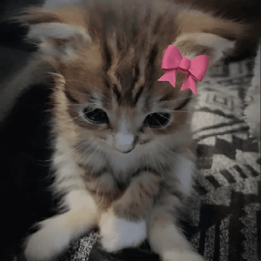 Catss 3