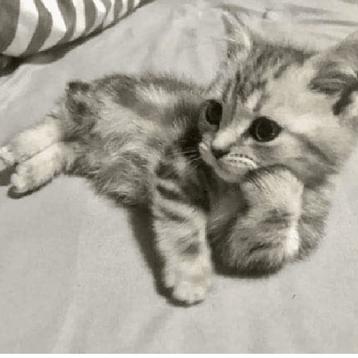 Catss 4