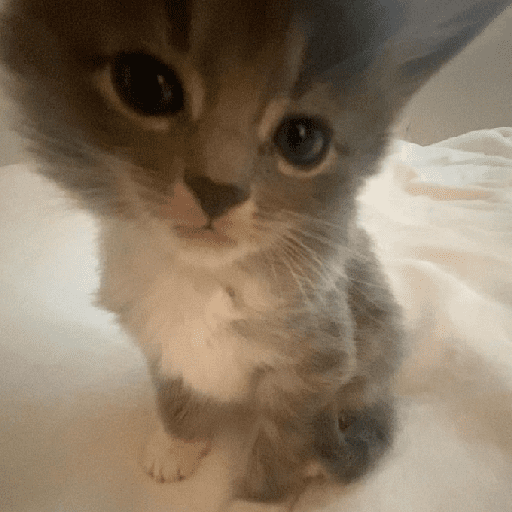 Catss 7