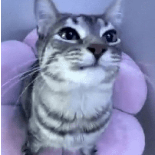 Catss 8
