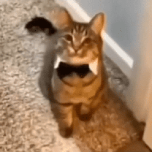 Catss 9