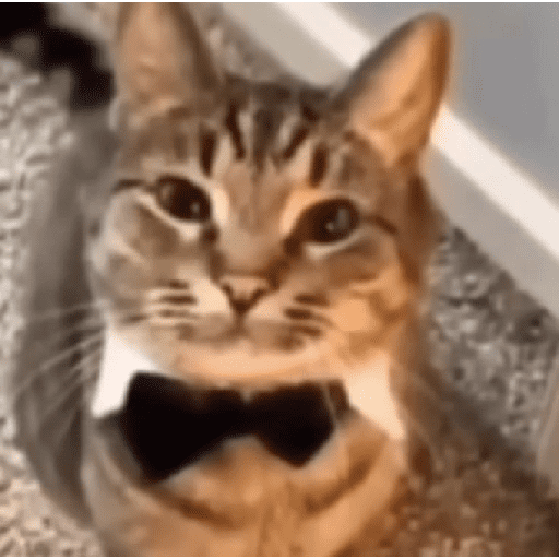 Catss 10