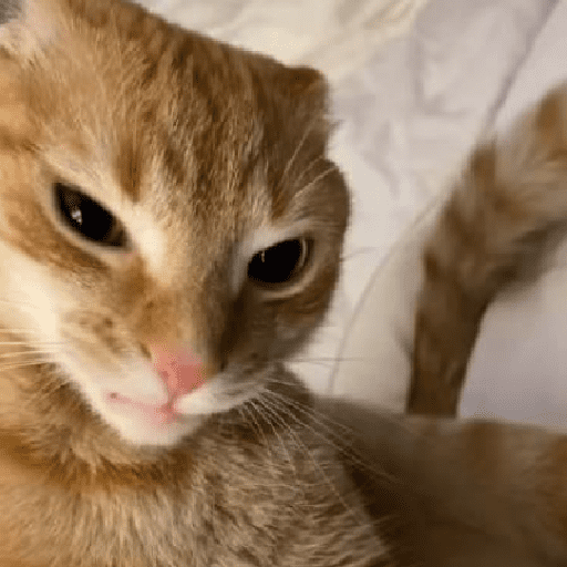 Catss 11