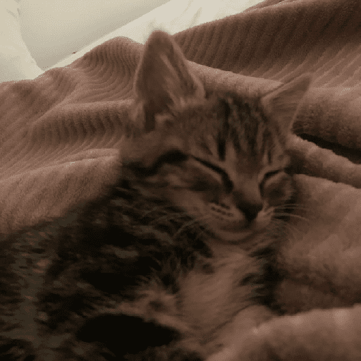 Catss 13