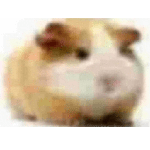 Yawe sígueme en ig wetira paro 12