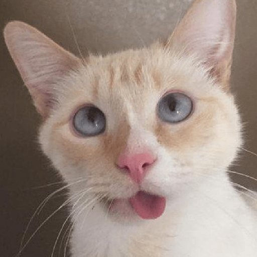 MEME KUCING PLENGER 😹 8