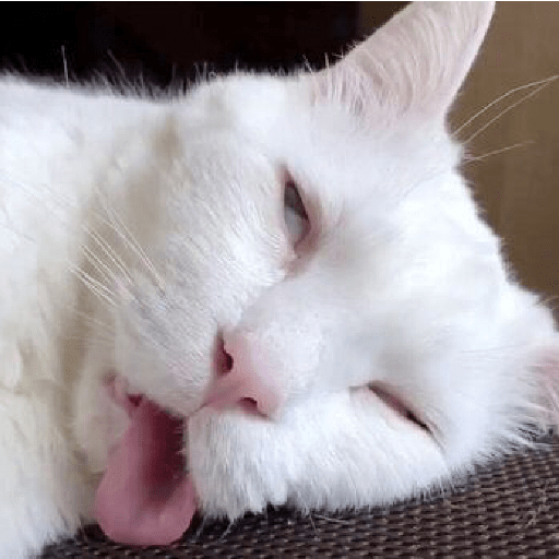 MEME KUCING PLENGER 😹 2
