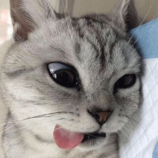 MEME KUCING PLENGER 😹 7