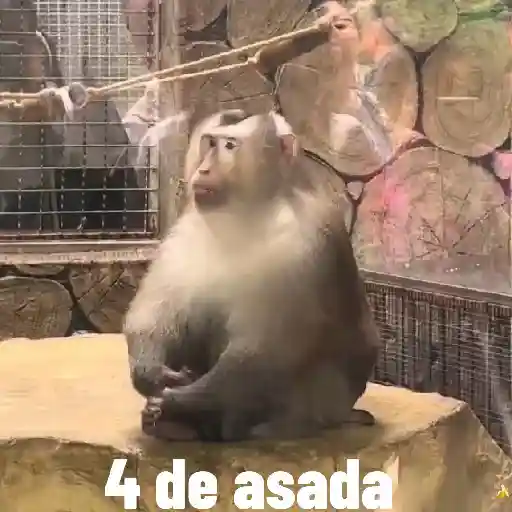 🍓 MonkeysDeEvesita 🍌 24