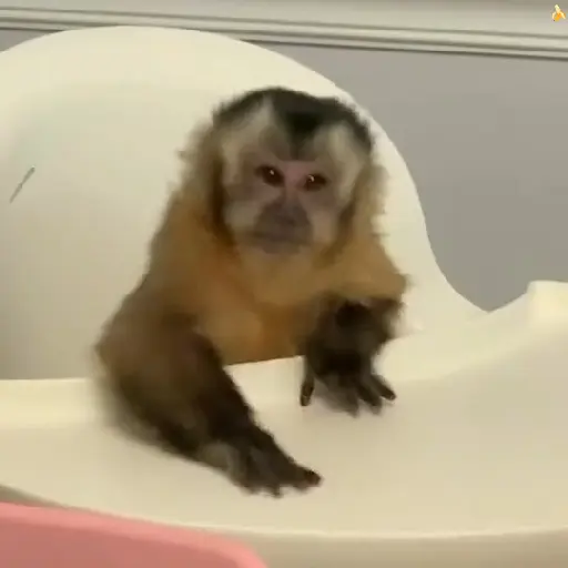 🍓 MonkeysDeEvesita 🍌 7