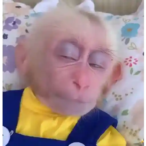 🍓 MonkeysDeEvesita 🍌 1