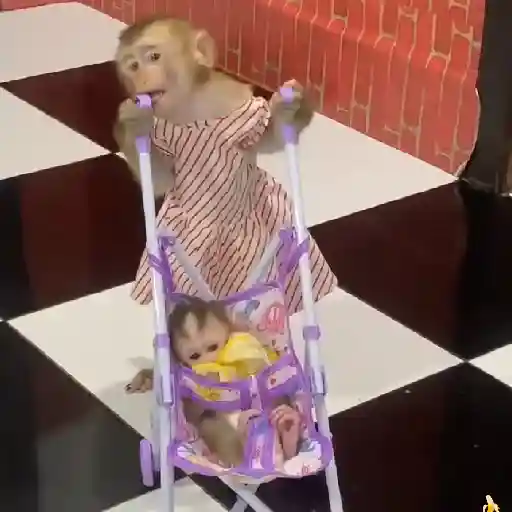 🍓 MonkeysDeEvesita 🍌 4