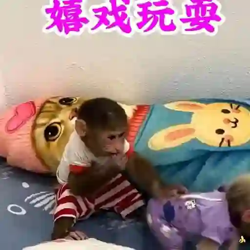 🍓 MonkeysDeEvesita 🍌 5