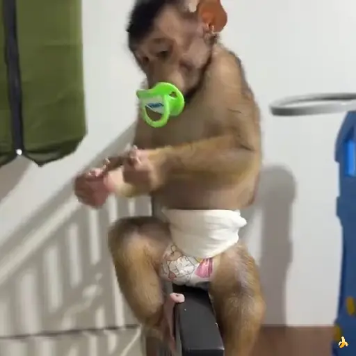 🍓 MonkeysDeEvesita 🍌 6