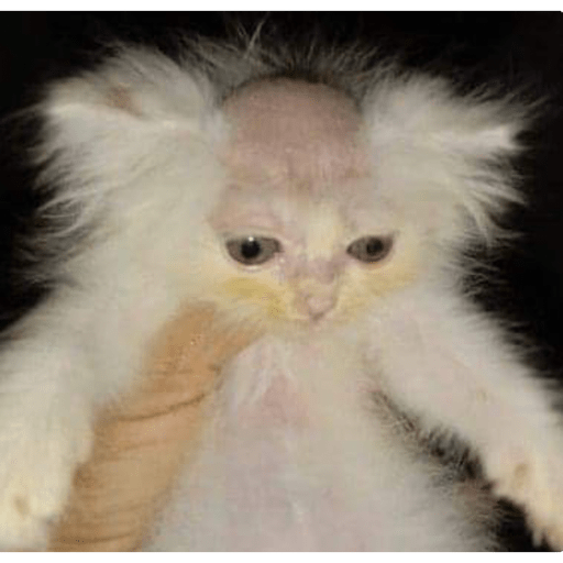 Conejito  5
