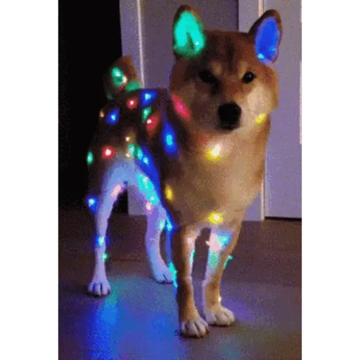 Mascotas navideñas 🎄🎅🏻😹