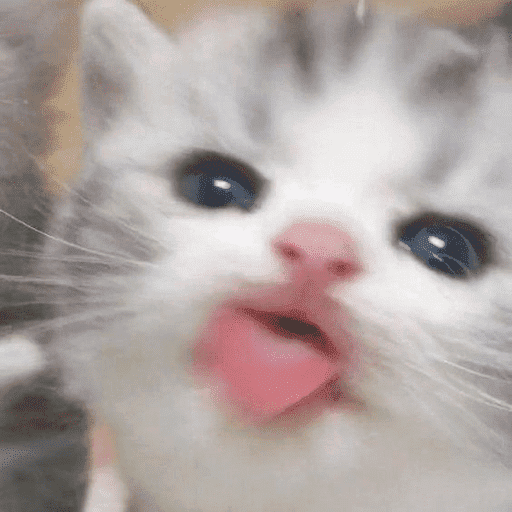 Gatos enamorados - Tiktok 💕❤️ 3