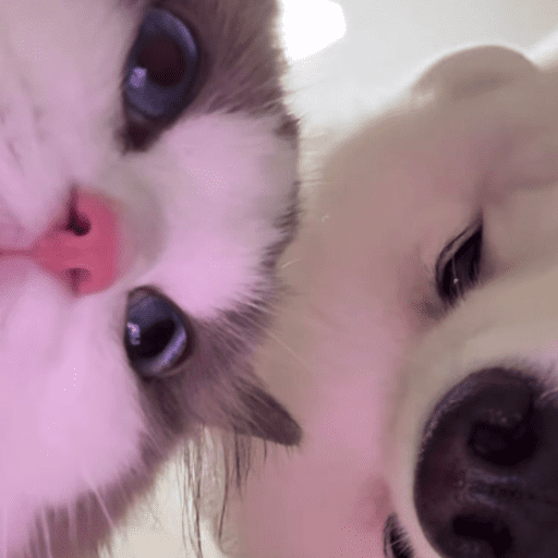 Gatos enamorados - Tiktok 💕❤️ 11