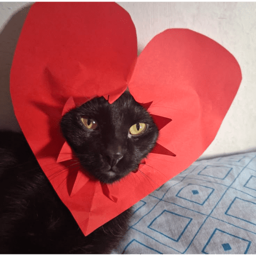 Gatos enamorados - Tiktok 💕❤️ 14