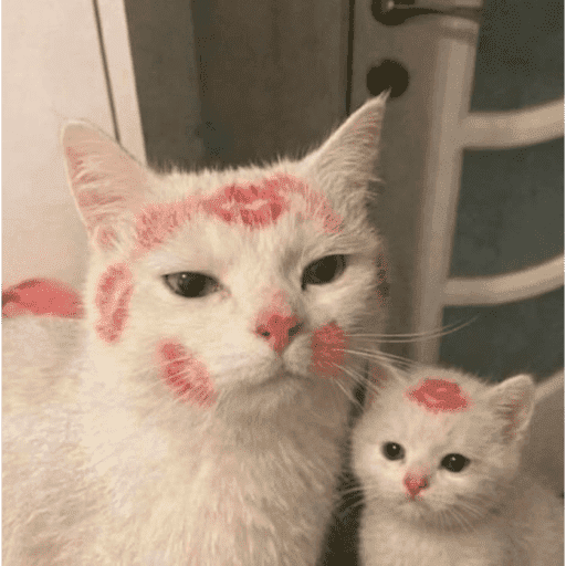 Gatos enamorados - Tiktok 💕❤️ 12