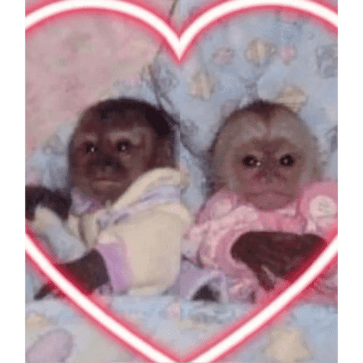 Gatos enamorados - Tiktok 💕❤️ 7