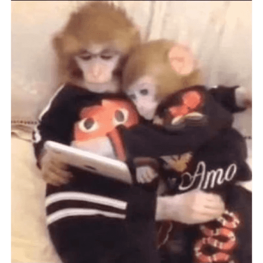 Gatos enamorados - Tiktok 💕❤️ 8
