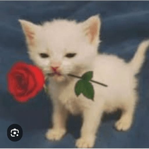 Gatos enamorados - Tiktok 💕❤️ 13