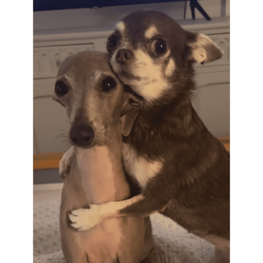 Gatos enamorados - Tiktok 💕❤️ 9