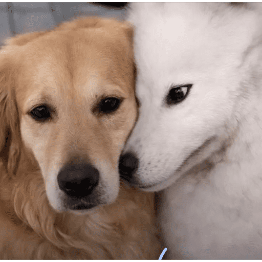 Gatos enamorados - Tiktok 💕❤️ 10
