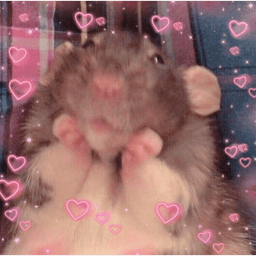 Gatos enamorados - Tiktok 💕❤️ 15