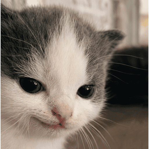 Gatitod virales - Memes #1 🤣🐈 19