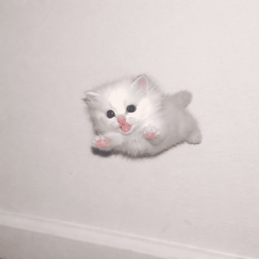 Gatitod virales - Memes #1 🤣🐈 17