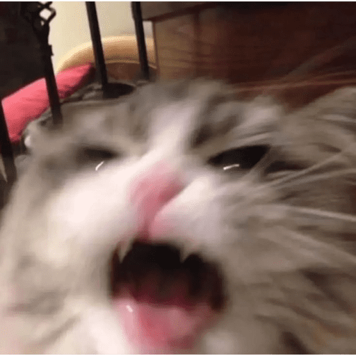 Gatitod virales - Memes #1 🤣🐈 12