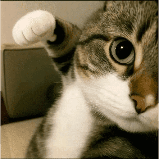 Gatitod virales - Memes #1 🤣🐈 20