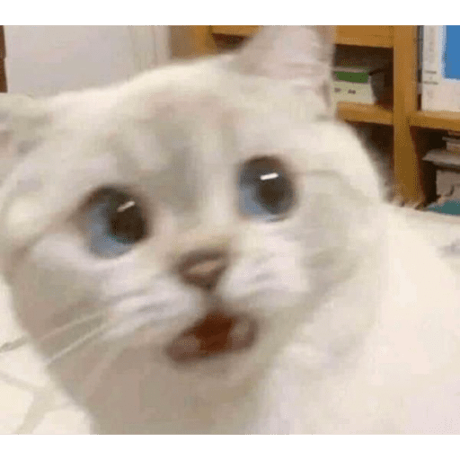 Gatitod virales - Memes #1 🤣🐈 15