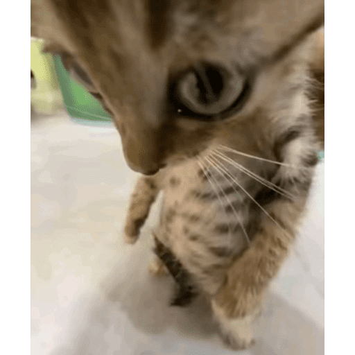Gatitod virales - Memes #1 🤣🐈 9