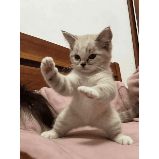 Gatitod virales - Memes #1 🤣🐈 2