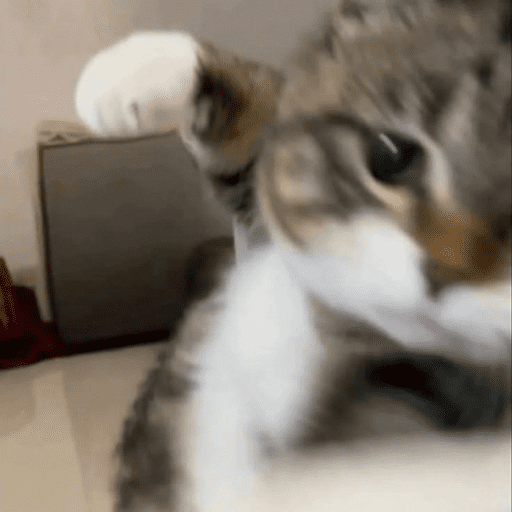 Gatitod virales - Memes #1 🤣🐈 13