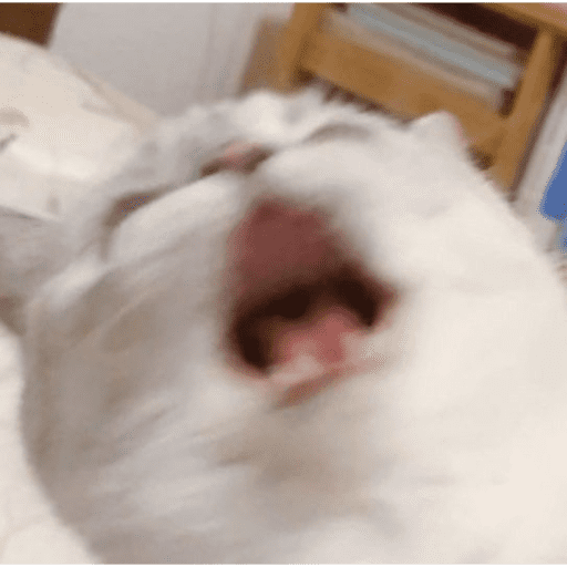 Gatitod virales - Memes #1 🤣🐈 14