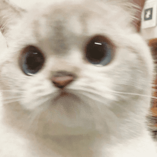 Gatitod virales - Memes #1 🤣🐈 16